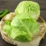 甘蓝圆包菜绿包菜沙拉包菜卷包菜农家自种甘蓝
