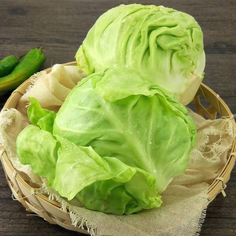 甘蓝圆包菜绿包菜沙拉包菜卷包菜农家自种甘蓝