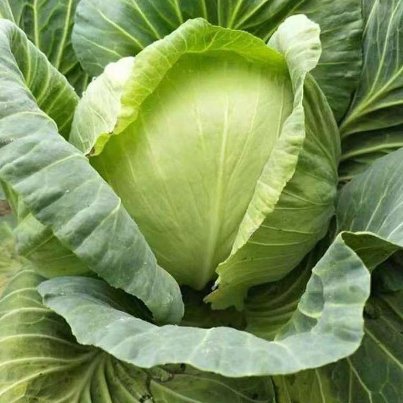 甘蓝圆包菜绿包菜沙拉包菜卷包菜农家自种甘蓝