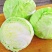 甘蓝圆包菜绿包菜沙拉包菜卷包菜农家自种甘蓝