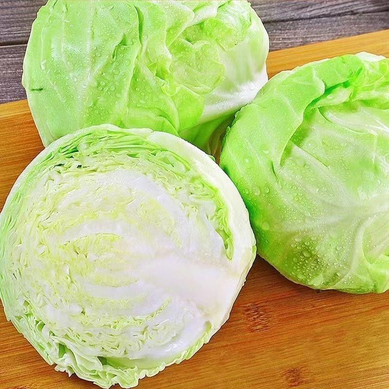 甘蓝圆包菜绿包菜沙拉包菜卷包菜农家自种甘蓝