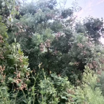 鲜果桂圆，树上采摘的