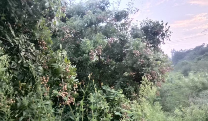 鲜果桂圆，树上采摘的