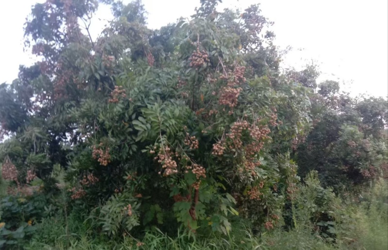 鲜果桂圆，树上采摘的