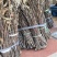优质苹果卵枝金蝉卵枝货真价实0.25每条