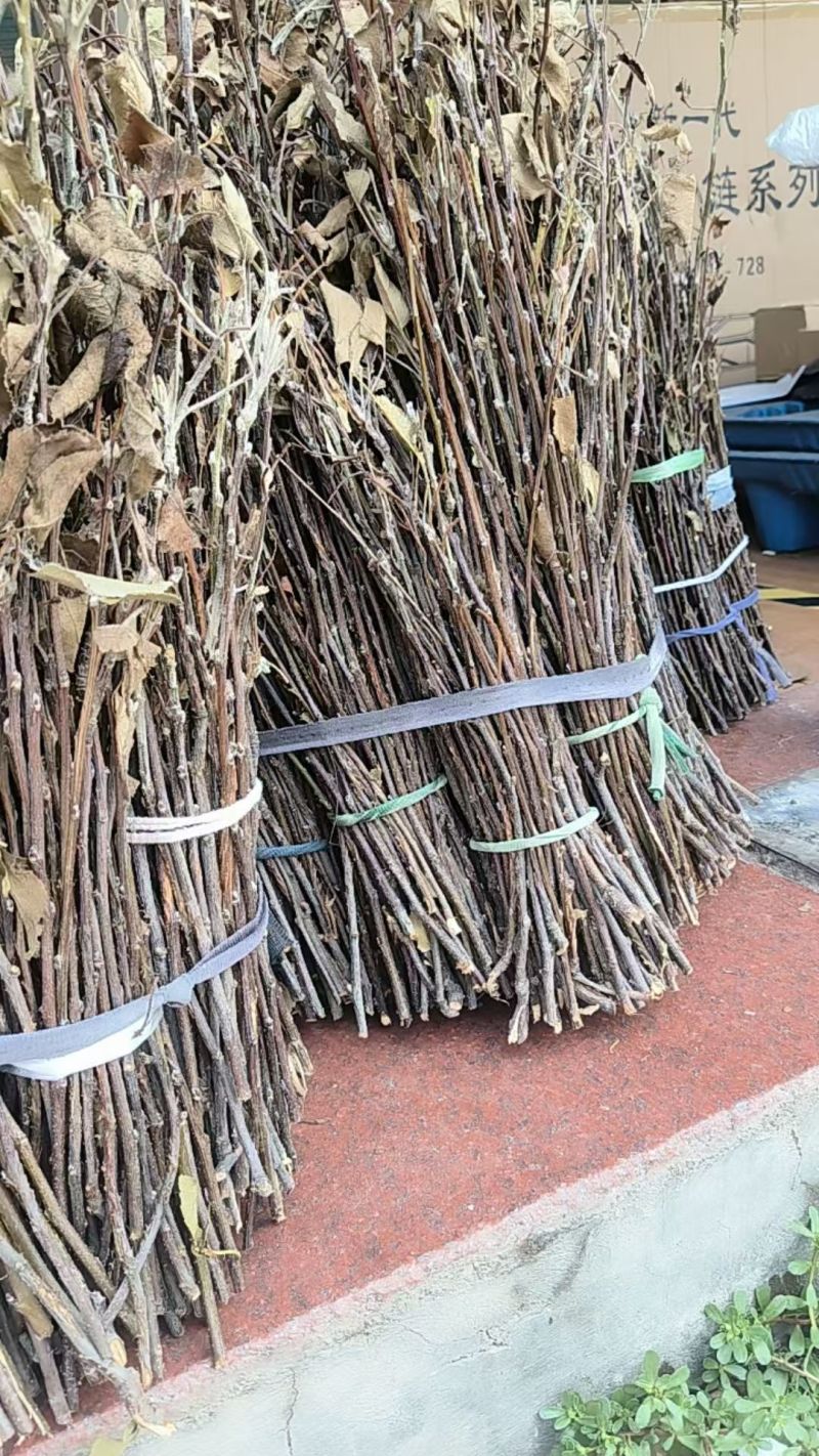 优质苹果卵枝金蝉卵枝货真价实0.25每条