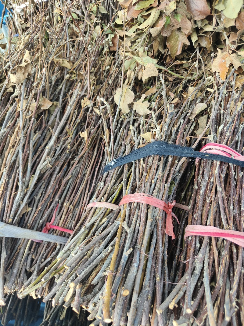 优质苹果卵枝金蝉卵枝货真价实0.25每条