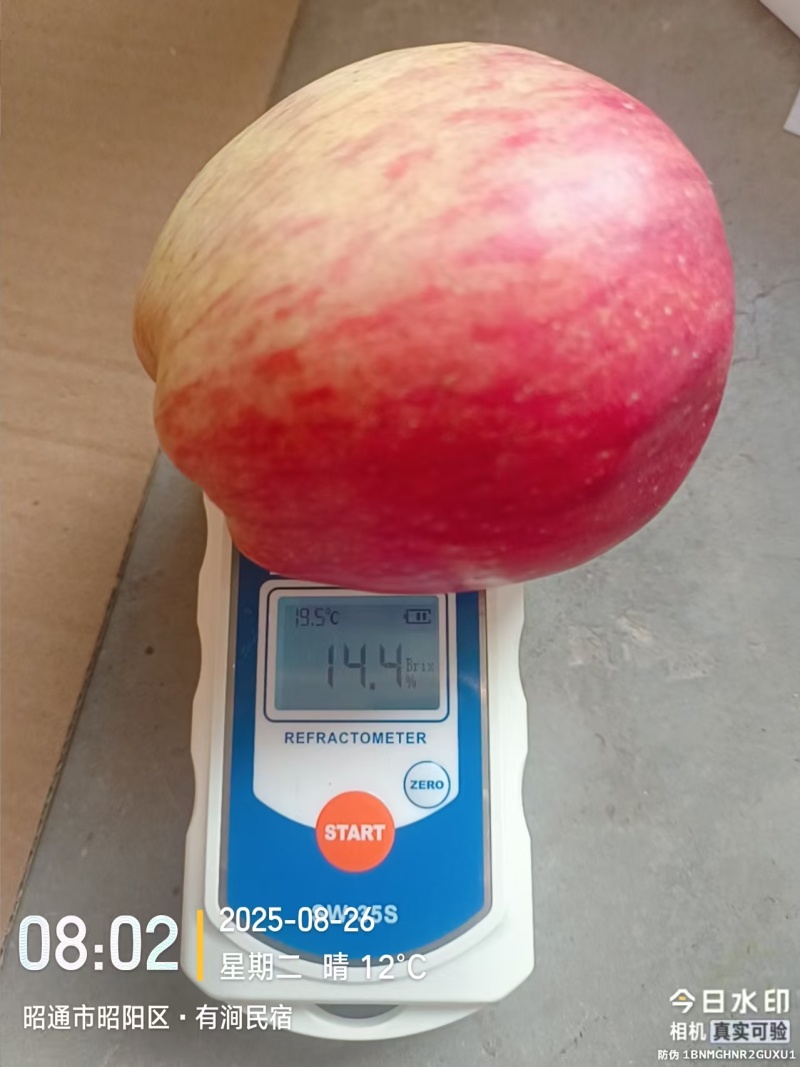 云南红露苹果