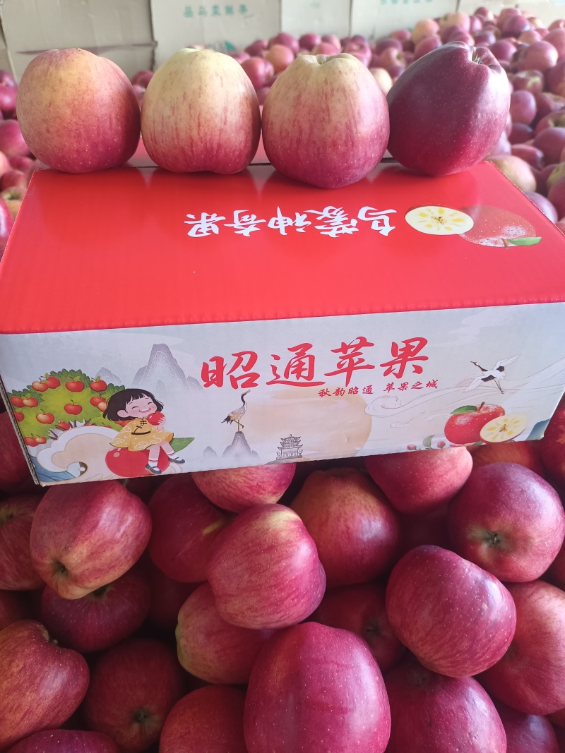 云南红露苹果