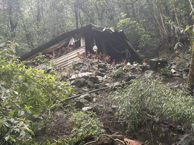大量出售胡须鸡、清远鸡