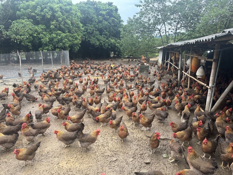 大量出售胡须鸡、清远鸡
