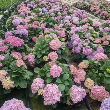 绣球盆花