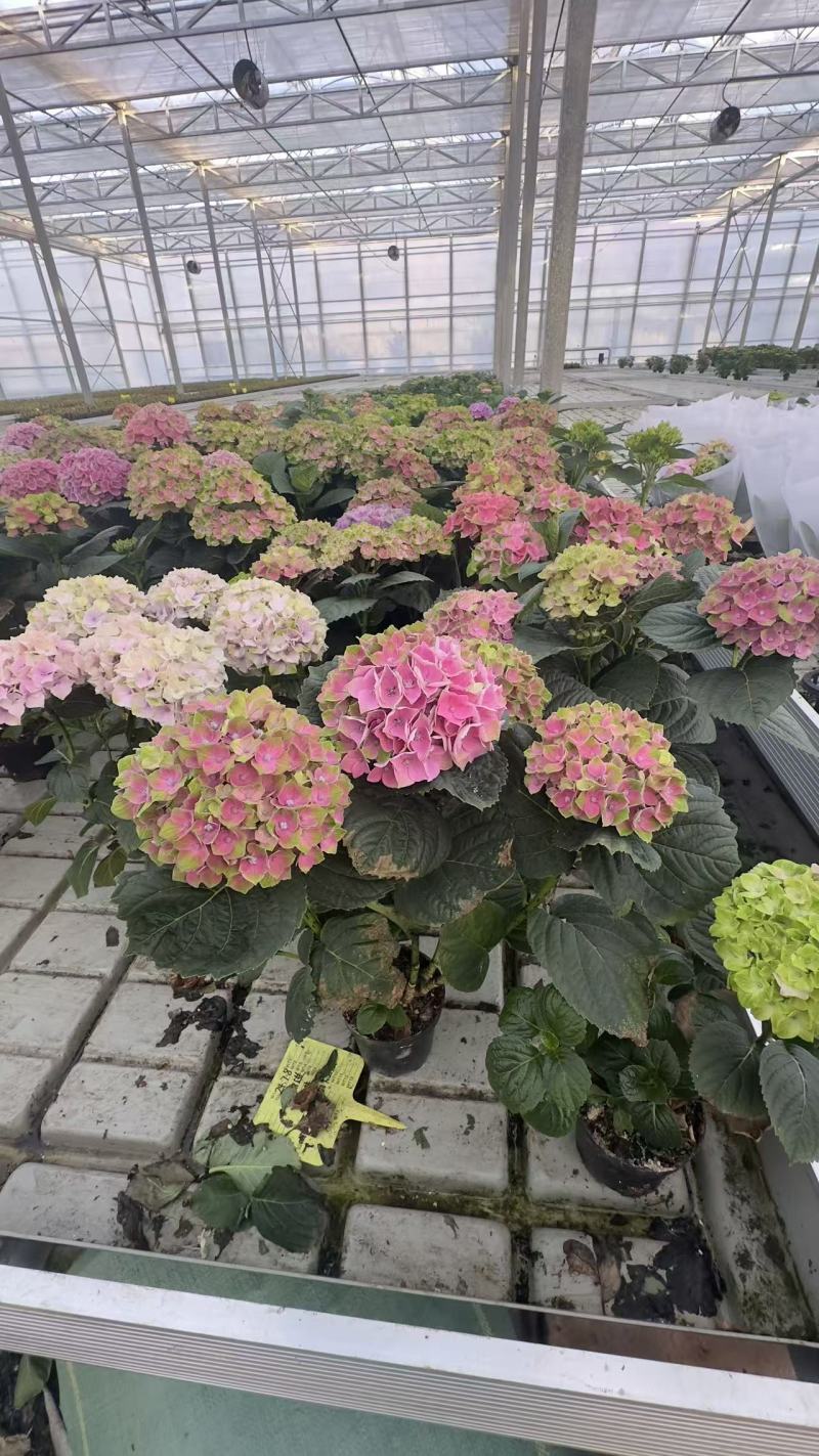 绣球盆花