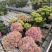 绣球盆花