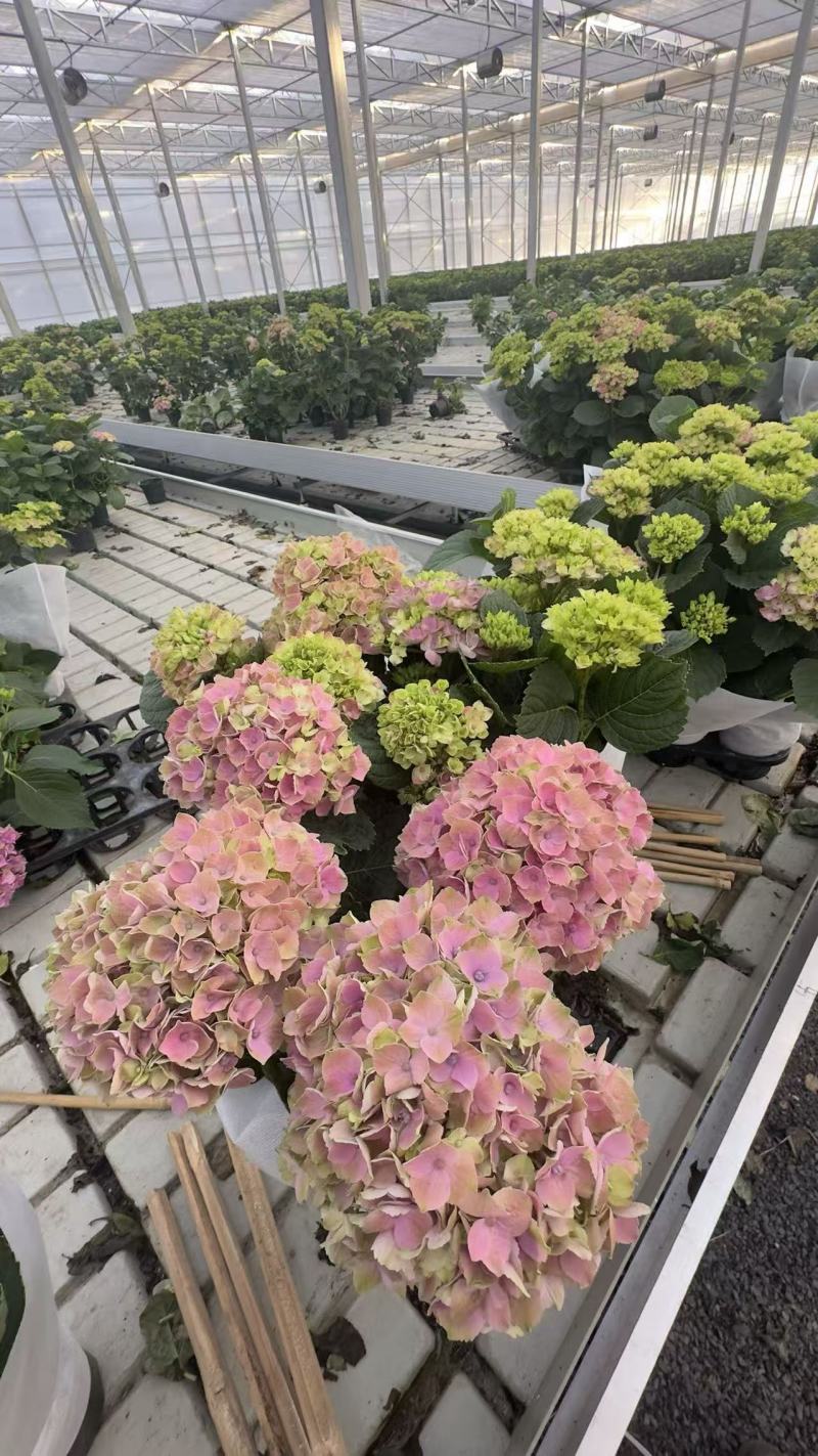 绣球盆花