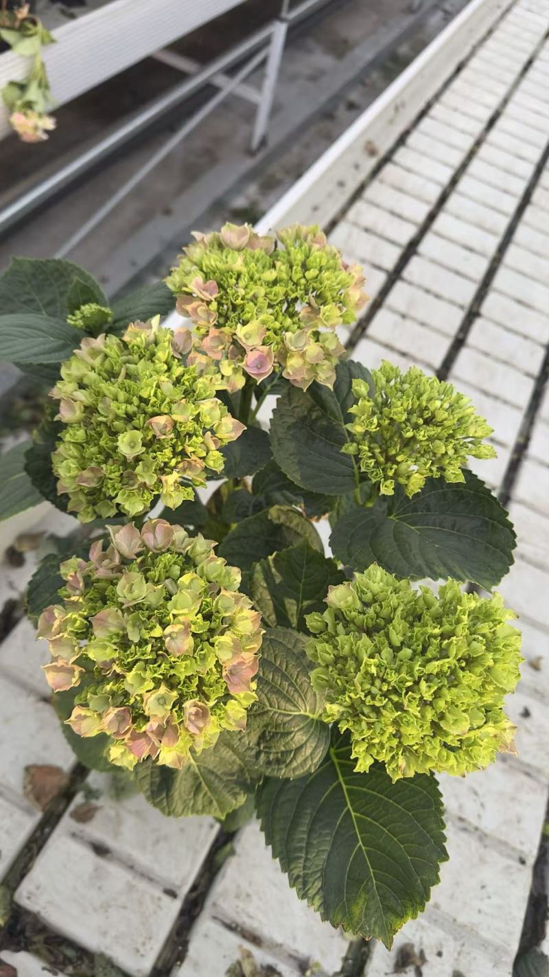 绣球盆花