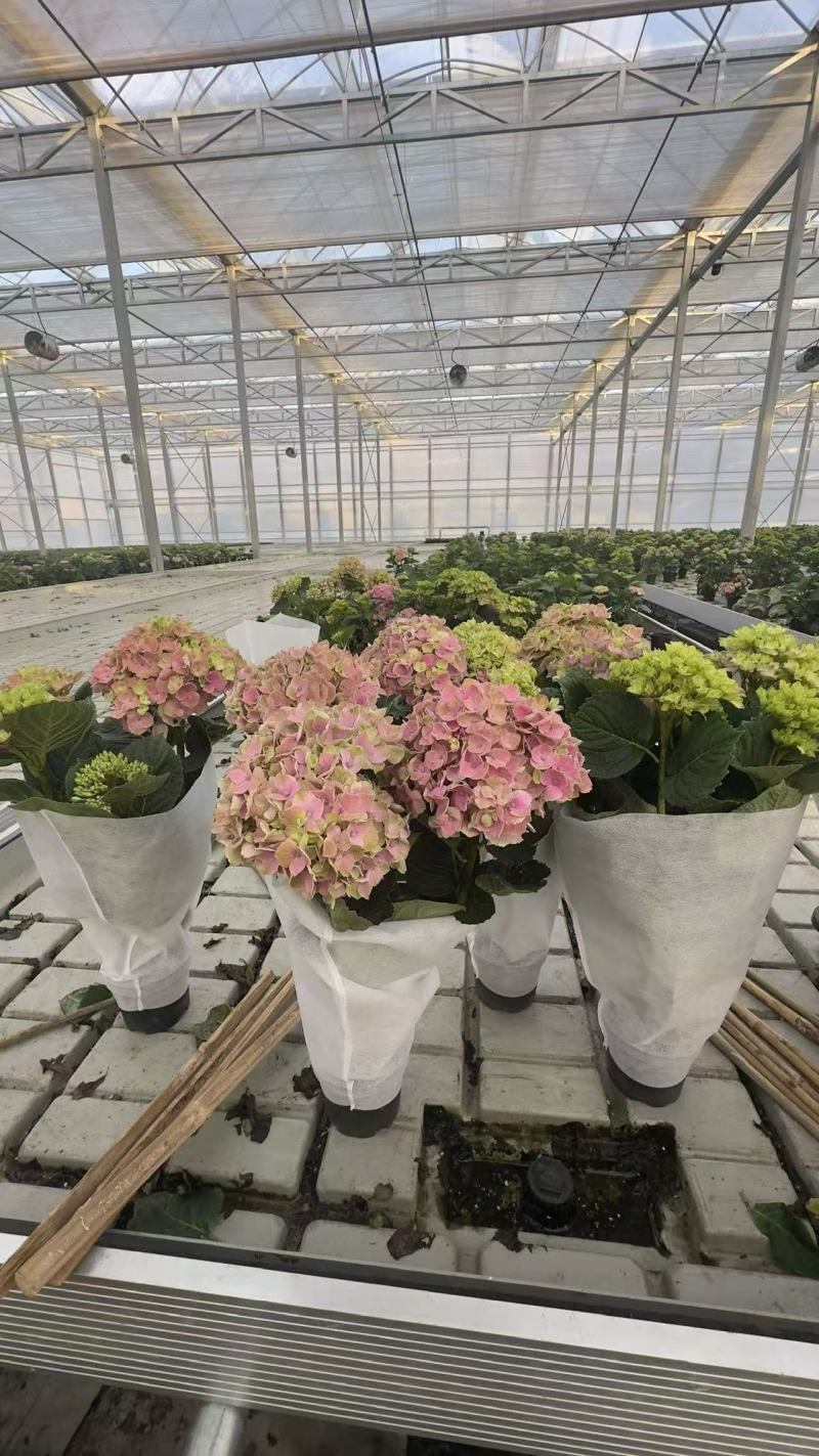 绣球盆花