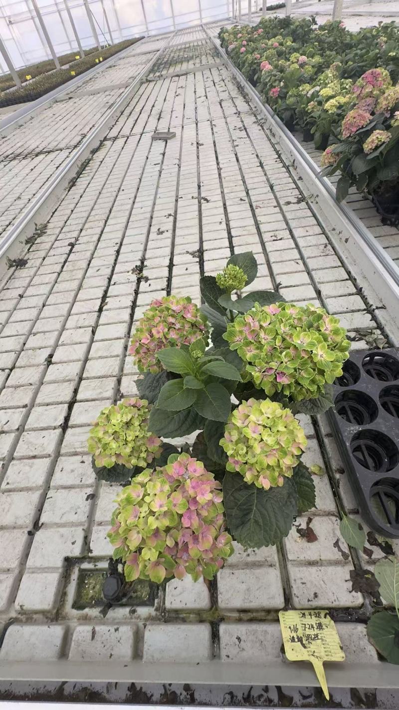 绣球盆花