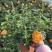 月季盆花