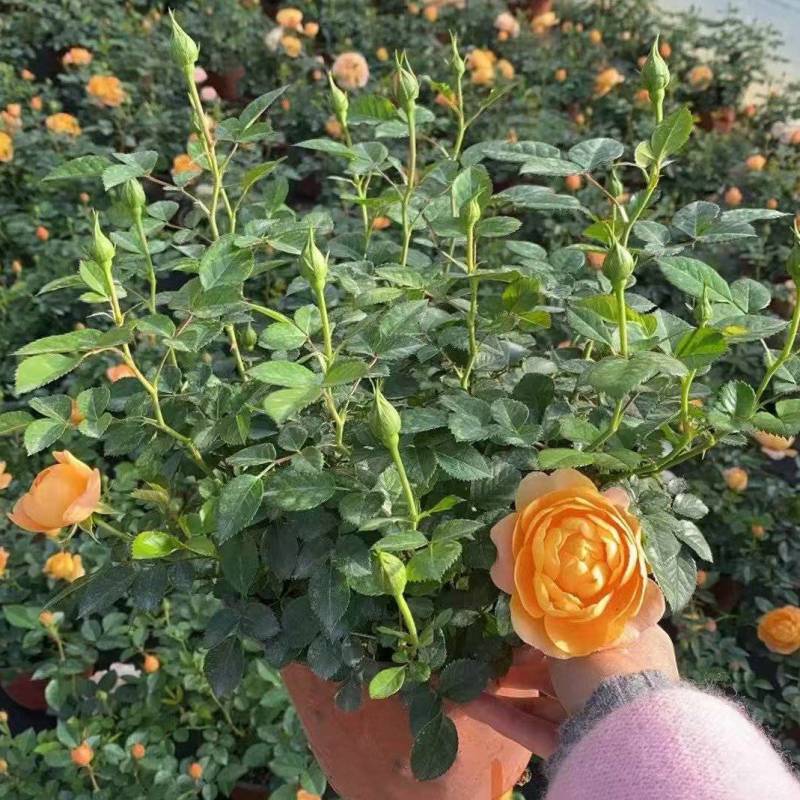 月季盆花