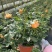 月季盆花