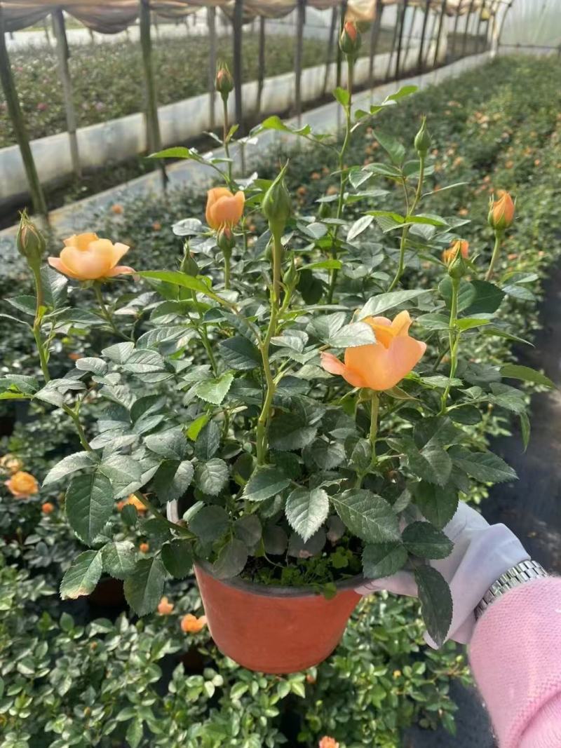 月季盆花