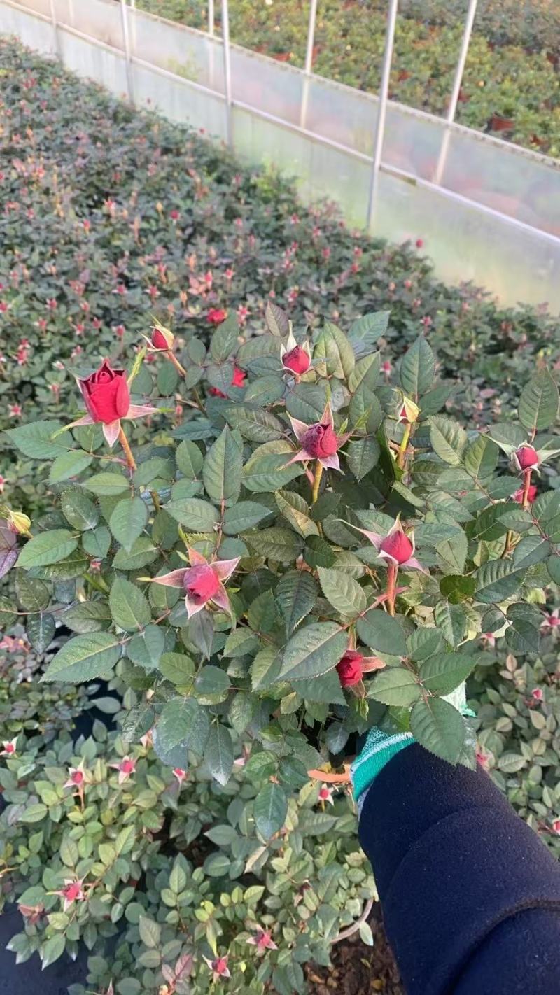月季盆花