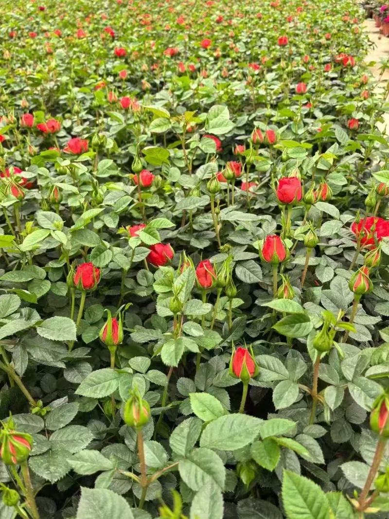 月季盆花