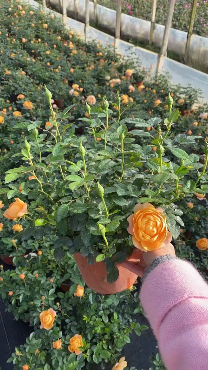 月季盆花