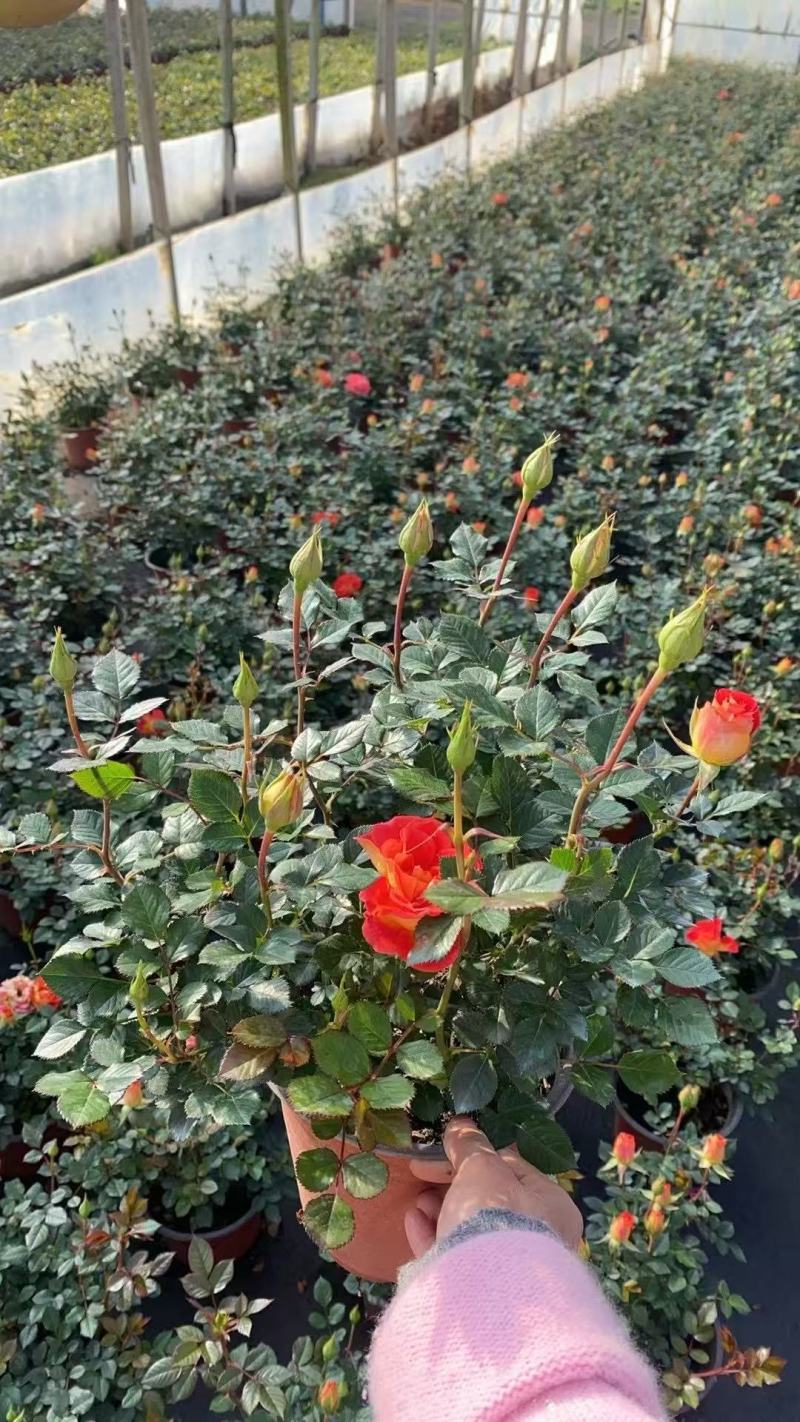 月季盆花