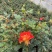 月季盆花