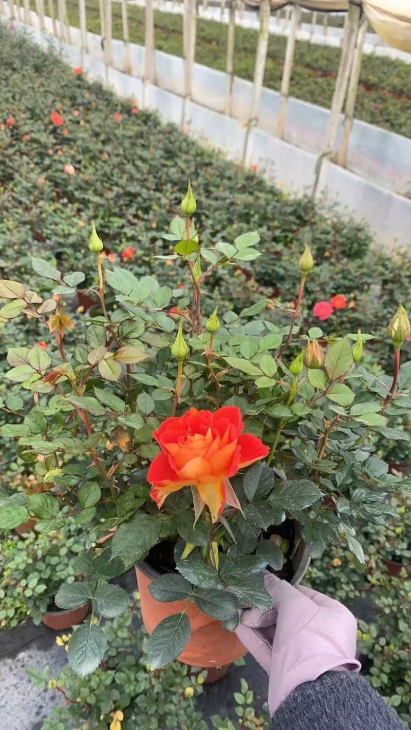 月季盆花