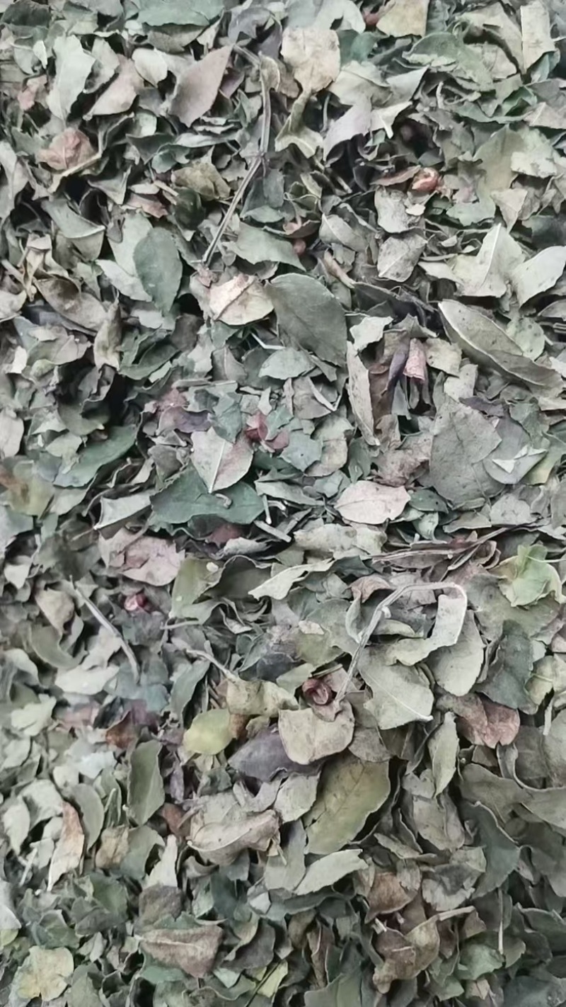山西运城花椒叶