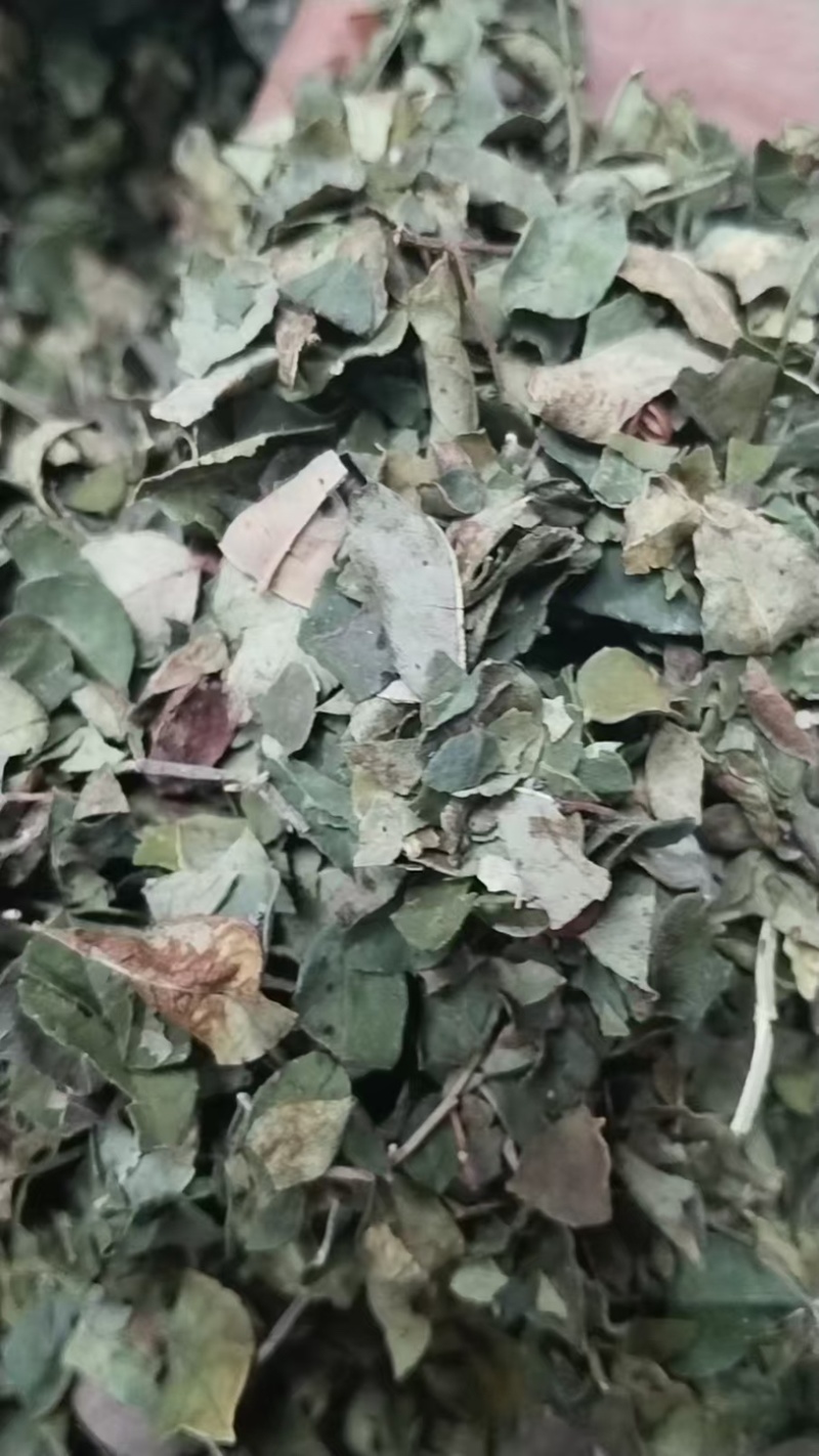山西运城花椒叶
