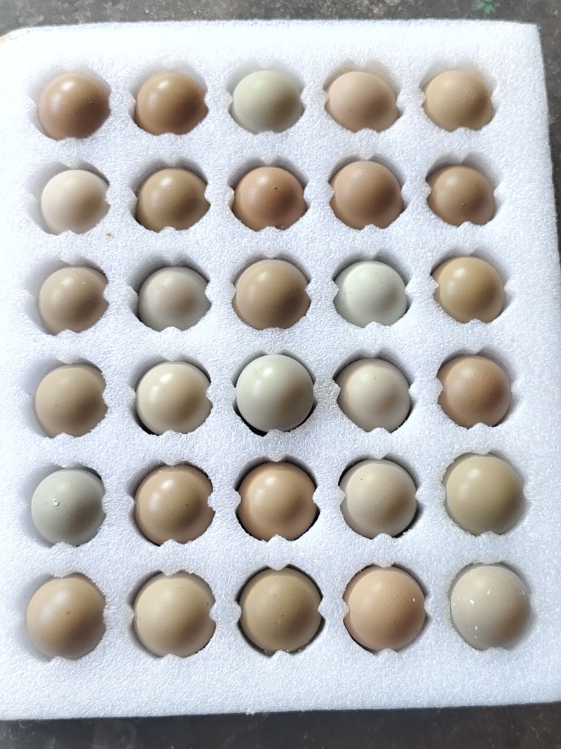 优质新鲜野鸡蛋营养丰富还美味需要的老板请联系电