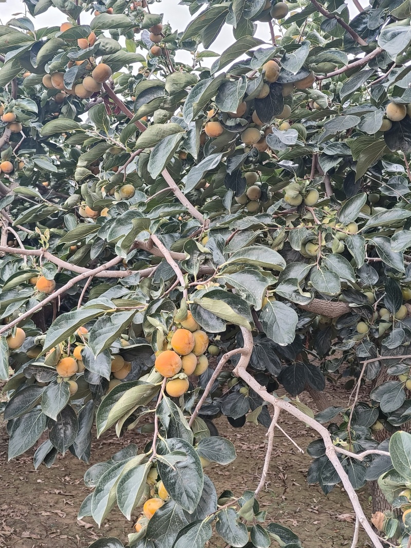 八月黄柿子