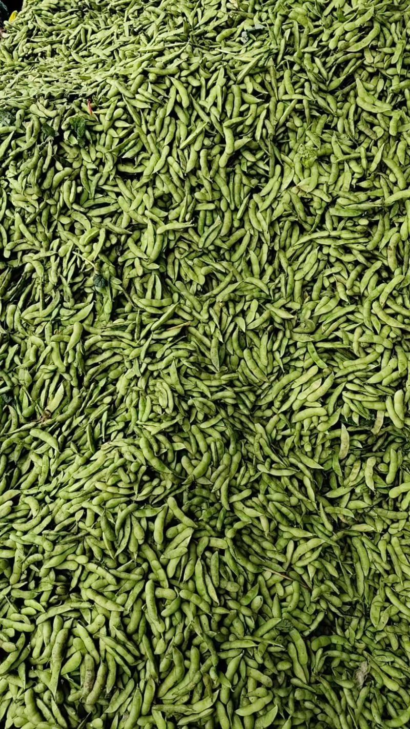 通货毛豆，打米豆货源充足欢迎各位电联