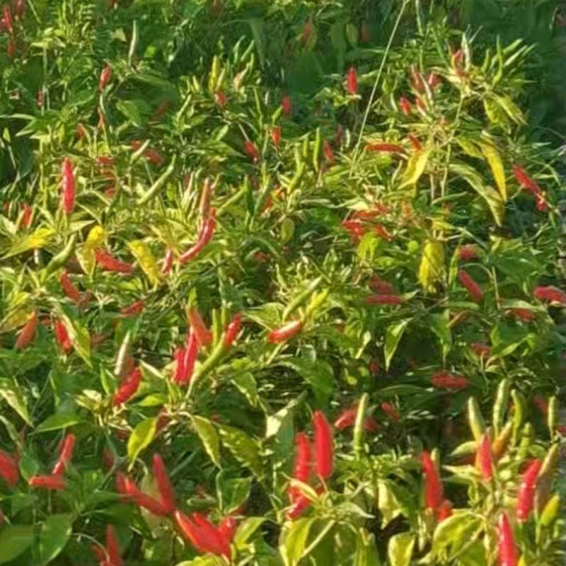 小米辣椒批发