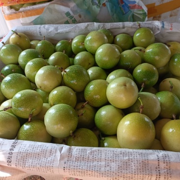 精品黄金百香果