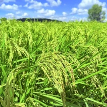 长粒香大米量大质优价格优惠支持视频看货一手货源