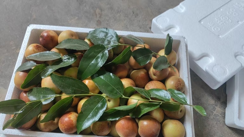 精品大荔冬枣