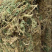 伸筋草常年大货批发产地直发一手货源规格有货标准化加工