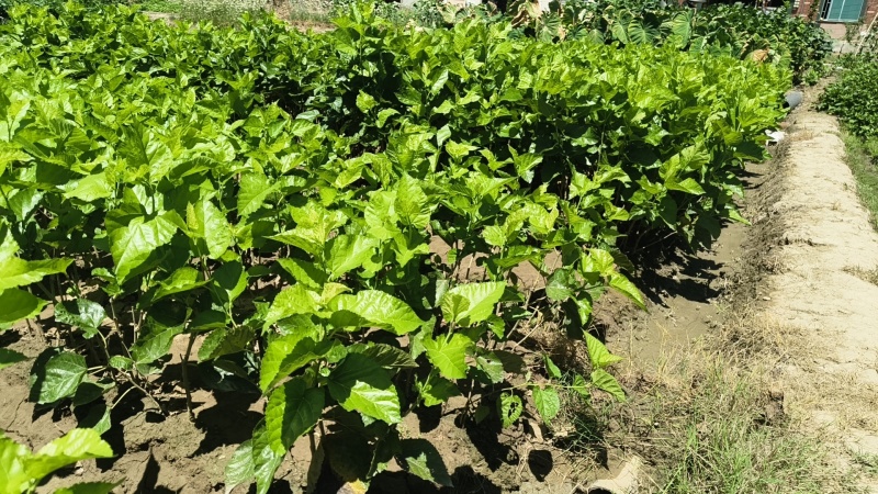 常年供应正宗桐乡湖桑树苗，强桑1号，农桑14，育711