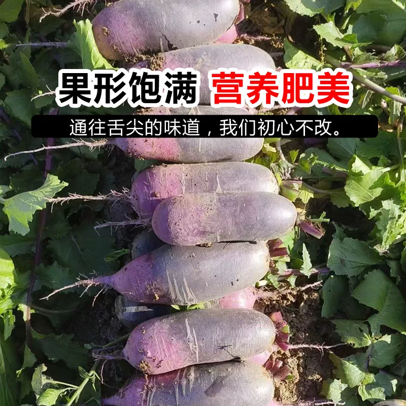 冰淇淋萝卜一件代发量大批发