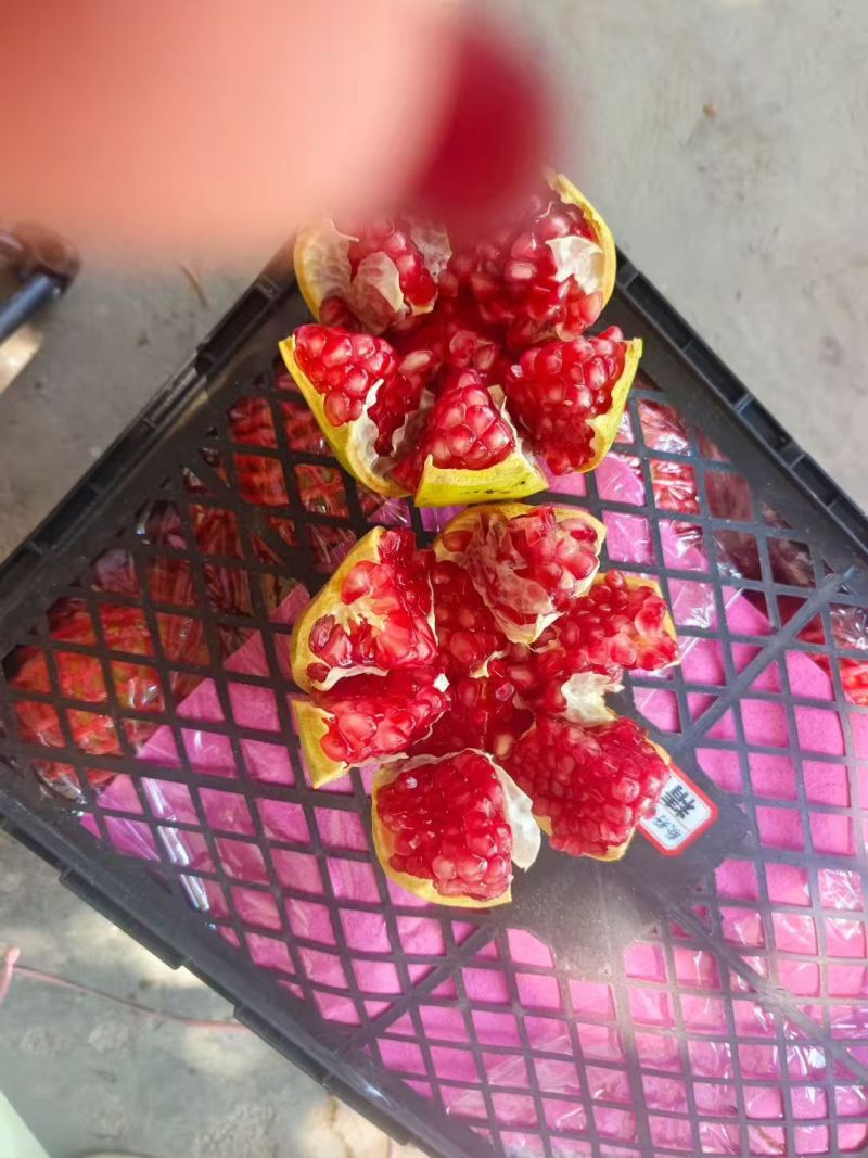 会理石榴熟了，精品果一级果高二级普二级