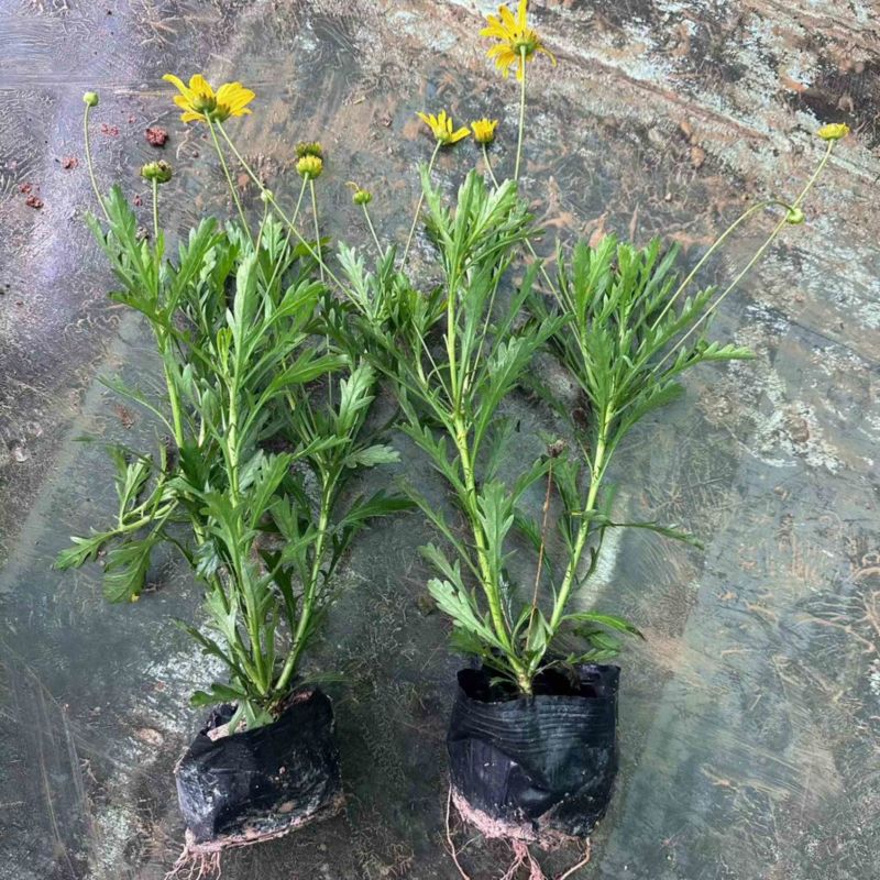 绿化苗木木春菊质量把控严格精品货诚意经营