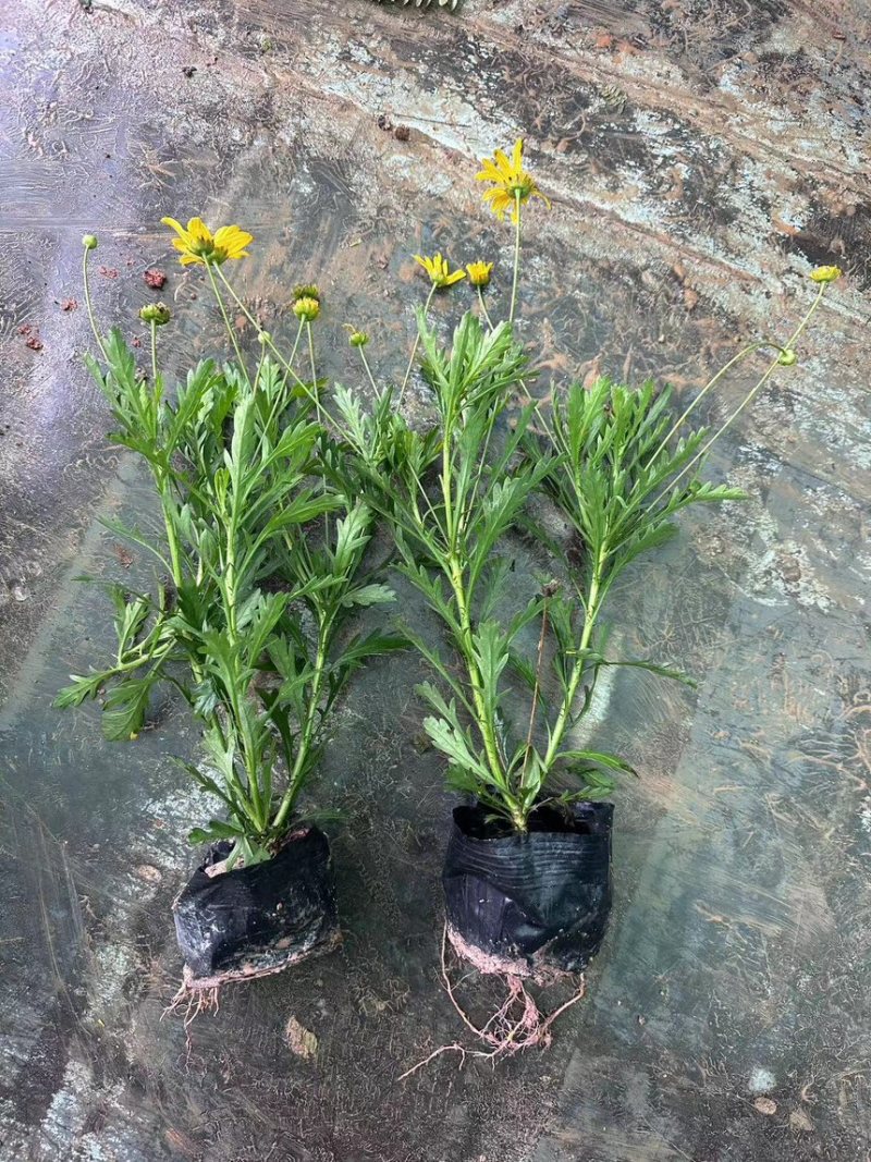 绿化苗木木春菊质量把控严格精品货诚意经营