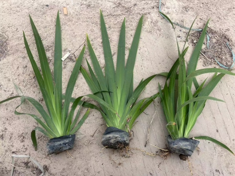 绿化苗木木春菊质量把控严格精品货诚意经营