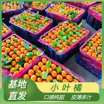 小叶蜜桔果皮薄水嫩细腻入口化渣欢迎订购