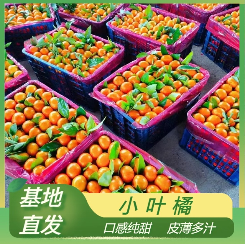 小叶蜜桔果皮薄水嫩细腻入口化渣欢迎订购